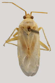 Wallabicoris baldersoni, AMNH PBI00168785