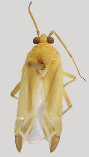 Wallabicoris commoni, AMNH PBI00168796