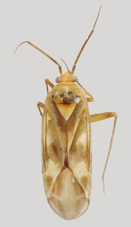 Wallabicoris coolabah, AMNH PBI00168794