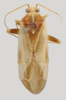 Wallabicoris norsemanius, AMNH PBI00168781