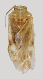 Wallabicoris pomaderri, AMNH PBI00172727