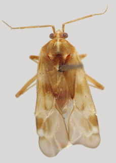 Wallabicoris uptoni, AMNH PBI00168793