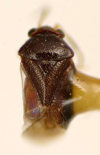 Adfalconia cunealis, AMNH PBI00174965
