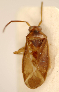 Ceratocapsus amazonensis, AMNH PBI00174967
