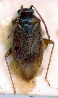 Ceratocapsus bahiensis, AMNH PBI00174928
