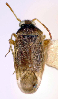 Ceratocapsus diamantinensis, AMNH PBI00174942