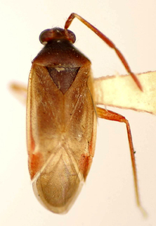 Ceratocapsus emboabanus, AMNH PBI00174940
