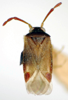 Ceratocapsus guanabarinus, AMNH PBI00174929