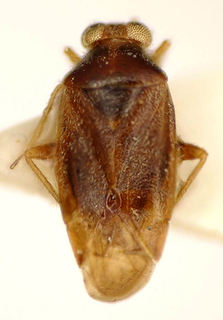 Ceratocapsus guaraniensis, AMNH PBI00174961