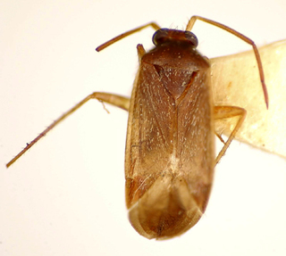 Ceratocapsus londrinensis, AMNH PBI00174951