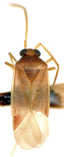Ceratocapsus mariliensis, AMNH PBI00174924