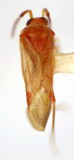 Ceratocapsus plaumanni, AMNH PBI00174997