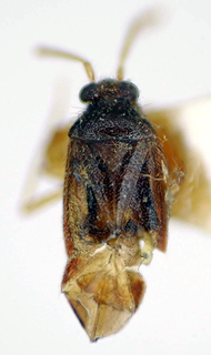 Ceratocapsus tucuruiensis, AMNH PBI00174947