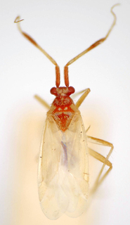 Crassicornus pulcher, AMNH PBI00174953