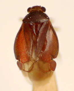 Gaveanus incisuratus, AMNH PBI00174973