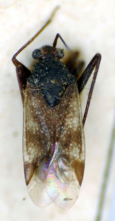 Goiastylus goianus, AMNH PBI00175006