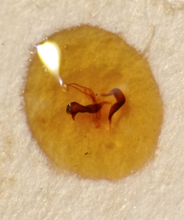 Hadronemella piraporensis, AMNH PBI00175004