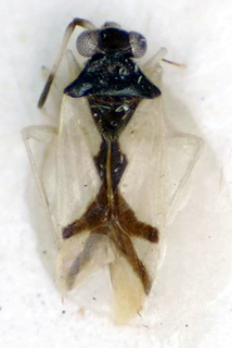Hyalochloria aliformis, AMNH PBI00174996