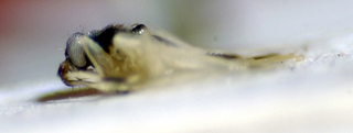 Hyalochloria aliformis, AMNH PBI00174996