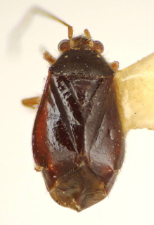 Maxacalisca squamosa, AMNH PBI00174943