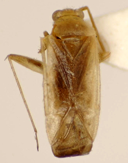 Orthotylus clarensis, AMNH PBI00174994
