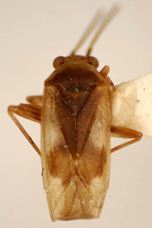 Orthotylus diamantinus, AMNH PBI00174991