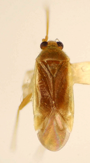 Orthotylus esavianus, AMNH PBI00174985