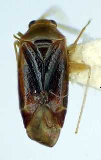 Orthotylus riodocensis, AMNH PBI00174950