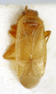 Orthotylus seabrai, AMNH PBI00175005