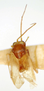 Orthotylus sinopensis, AMNH PBI00174998