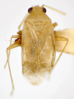 Orthotylus xavantinus, AMNH PBI00174995