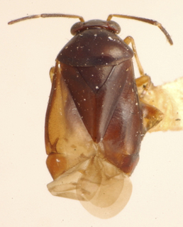 Papaveronia bergi, AMNH PBI00175010