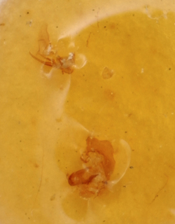 Papaveronia bergi, AMNH PBI00175010
