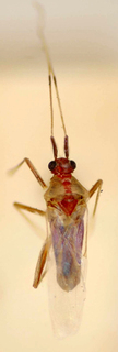 Parachius rufovittatus, AMNH PBI00174993