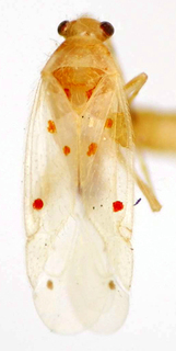 Platyscytus decempunctatus, AMNH PBI00174926