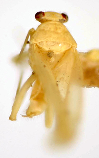 Platyscytus paulistanus, AMNH PBI00174960