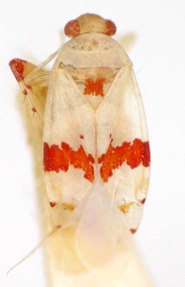Platyscytus rubrofasciatus, AMNH PBI00174989