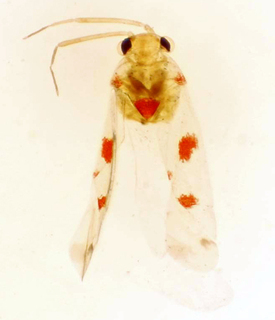 Platyscytus rufomaculatus, AMNH PBI00175008