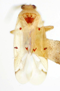 Platyscytus rufoscutellatus, AMNH PBI00174957