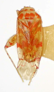 Platyscytus tucuruiensis, AMNH PBI00174952