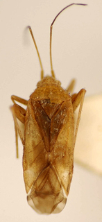 Reuteroscopus guaranianus, AMNH PBI00174972