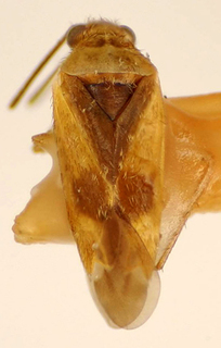 Reuteroscopus matogrossensis, AMNH PBI00174983