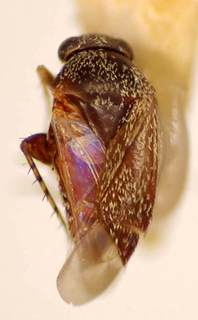 Rhinacloa crassitoma, AMNH PBI00174970