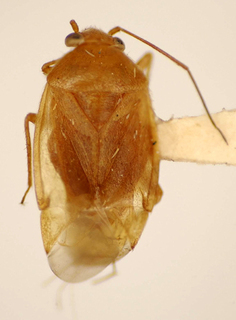 Tamoiocoris compactus, AMNH PBI00174974