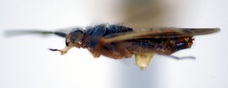 Tupimiris scutellatus, AMNH PBI00174932