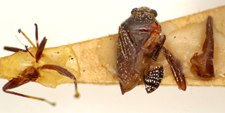 Tupiniquinus squamosus, AMNH PBI00174963