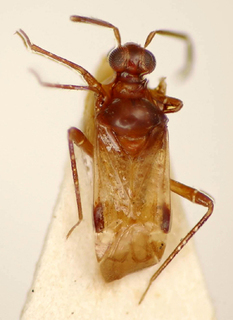 Zanchismella bispinosa, AMNH PBI00174976