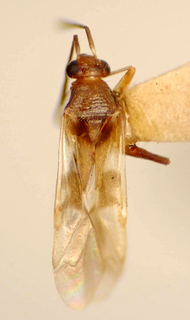 Adparaproba piranga, AMNH PBI00175053