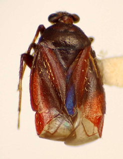 Blumenaucoris catarinensis, AMNH PBI00175076