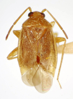 Ceratocapsus liliae, AMNH PBI00175024